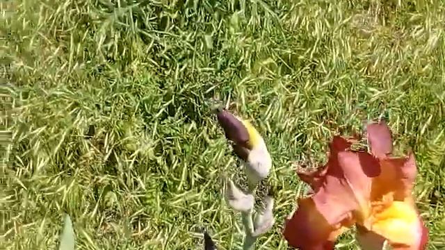 Кросота русской природы....#природа#красиво#цветынадаче