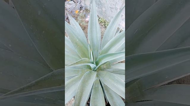 Agave neglecta plant/like lotus