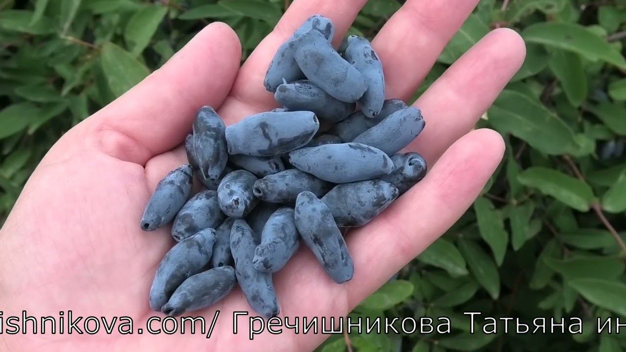 НАРЫМСКАЯ жимолость съедобная смотреть онлайн