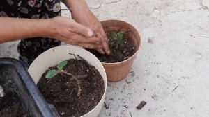 БГВ 207 Розы укоренение. Триха. Компост от Чёрной львинки. Водорастворимые Органические Вещества.