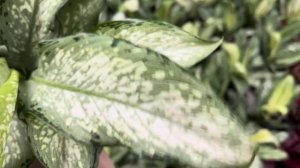 Сенсация!!! Вариегатная Сенсация сразила всех наповал....