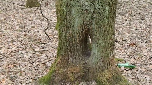 Прикол Деревья Гениталии смотреть онлайн