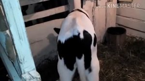 Откорм телят без лишних хлопот//отличные результаты!