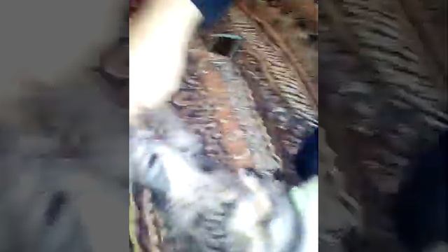 Котёнок киллер у моей подруги смотреть онлайн