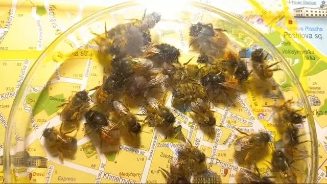 Ukraine, Kyiv. Package, Bottle & Traditional Beekeeping. Solitary Bees Osmia rufa, Osmia cornuta.