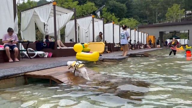 ?Бассейн для собак???Рецепты корейской кухни [жареный рис с кимчи] смотреть онлайн