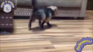 Когда Собаки В Обуви РЖАЧ !!!