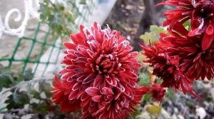 Первый осенний заморозок. Замерзшие хризантемы. / First autumn frost. Frozen chrysanthemums