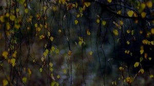 Тамара Дадашева - Хьо воцуш хаза дац. Чеченский и Русский текст.