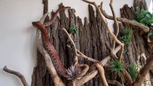 Беременная змея. Содержание радужного удава