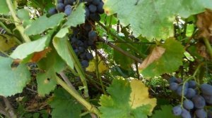 Сорт винограда Черешневый.