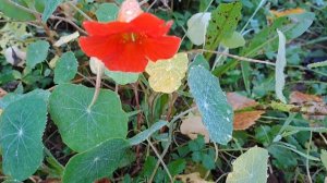 21 ВЛОГ ДЛЯ ТЕХ КТО СМОТРИТ КАНАЛ ГУСАРИХА ✨️