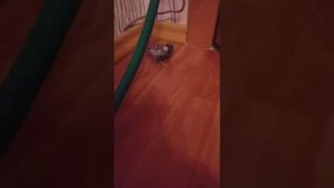 Синичка попала в клей от мышей и вся слиплась!