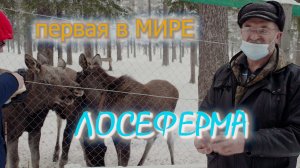 Первая в мире лосеферма.Посёлок Якша.Загоны для лосей. Печоро-Илычский заповедник.Коми.