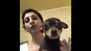 Обратный чих у собак