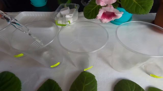 Укоренить листья глоксинии в воде - быстро и просто