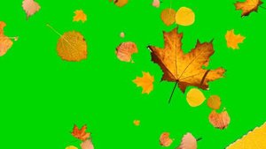 Футаж - осенние листья хромакей | Futage-autumn leaves of chromakey