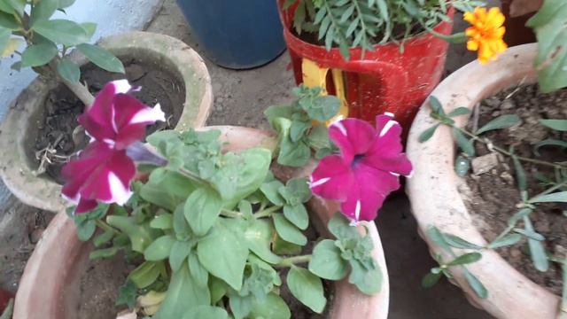 syngonium plant care &propagation#best indoor &outdoor  plant #Arrowhead plants🌺 video number 268