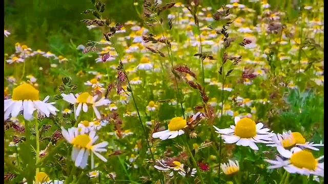 ФУТАЖИ ДЛЯ МОНТАЖА. Ромашки крупным планом. смотреть онлайн