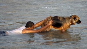 10 ГЕРОИЧЕСКИХ ПОСТУПКОВ ЖИВОТНЫХ