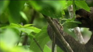 Трёхпалый ленивец никуда никогда не торопится