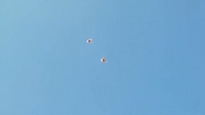 Серпасто-выворотные голуби Геннадия Кучмеева.