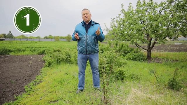 Обработка малины от вредителей: 2 эффективных способа от нашего эксперта