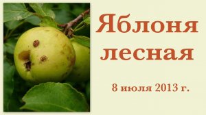 Яблоня лесная 8 июля 2013