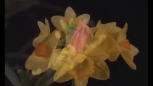 Mantra Tulasi Devi / Мантра Туласи