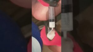 Кролики. Как кормить крольчат, если крольчиха не может их выкормить.