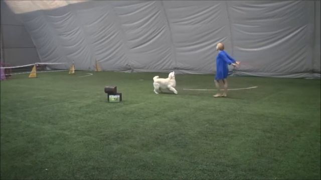 11 Нечаева Ольга голден-ретривер Dewmist Kinzenze Открытый фристайл смотреть онлайн