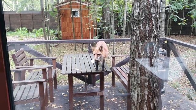 ЛИ СЯО. Алиса - Лиса. Маленькая лиса, которая злее всех собак. смотреть онлайн