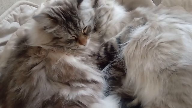 Кошки спят в обнимку. Cats sleep together. смотреть онлайн