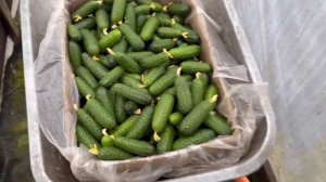 Собираем каждый день огурец.Сколько собрали огурца 21.03.23.