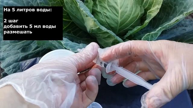 Как обработать КАПУСТУ от гусениц.ПОШАГОВОЕ приготовление биопрепарата.ВАЖНЫЕ мелочи. смотреть онлайн