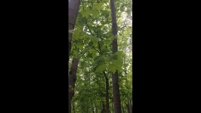 Сказка про степного орла смотреть онлайн