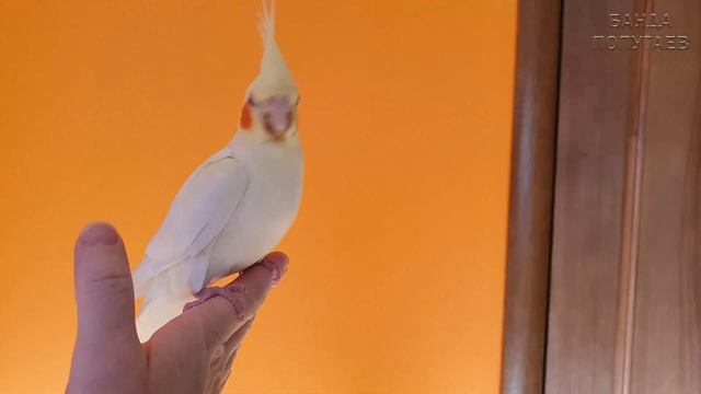 Попугаи кореллы Пикси Питри. Кто они? Поилки в новом вольере для птиц смотреть онлайн