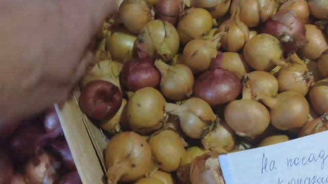 ЛУК от семи недуг, круглый год. Лук семейный на посадку. смотреть онлайн