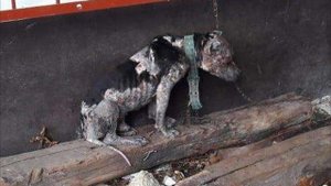 Голодающий пес прислонялся мордой к короткой цепи, чтобы поспать