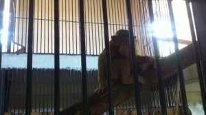 Свинохвостый макак или лапундер (2)