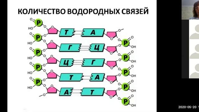 ДНК РНК - строение, функции - для 10 класса ЕГЭ- разбор Баштанник Н.Е. смотреть онлайн