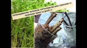 Проращивание черенков гортензии во мху сфагнум !!! Результат через 10 дней !!!