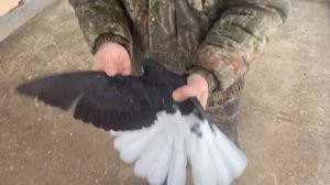 Николаевские голуби Воронежская область. Кобчик не дал показать всю красоту