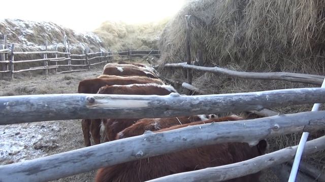 Анекдот от Крестьян. Планы на  будущее. смотреть онлайн
