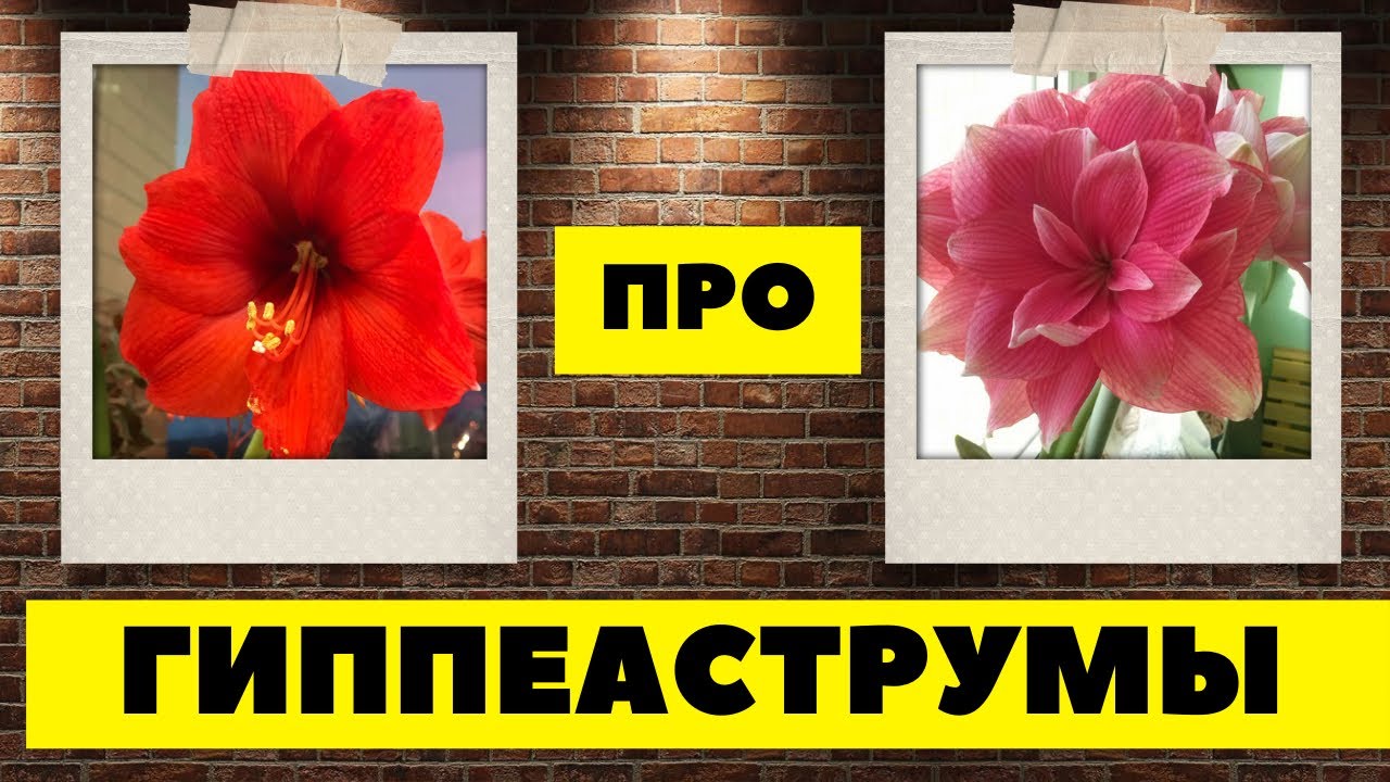 Воспитание гиппеаструмов