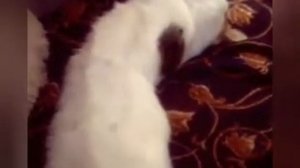 Почему кошки долго спят??