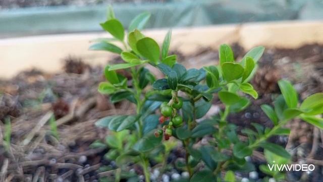 Зелёная дача. смотреть онлайн