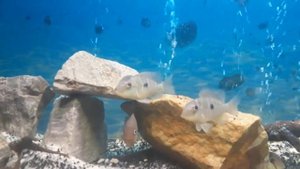 Геофагус бальзани, gimnogeophagus balzani, nicaraguan