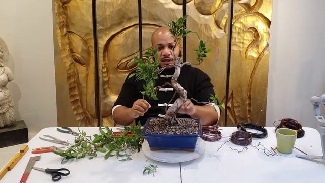 Ficus bonsai | Pruning Ficus | Trimming Ficus смотреть онлайн