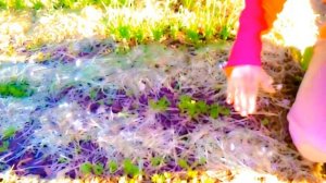 Природное земледелие - как сажать морковь семенами в открытом грунте